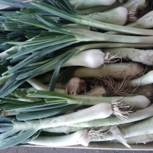 Oignon blanc frais BIO